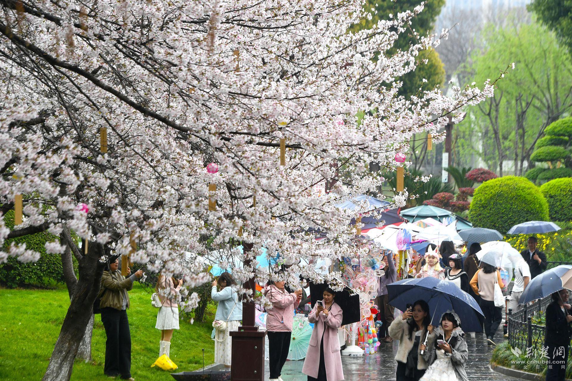 市民在堤角公園雨中賞櫻，1300余株櫻花按花期分為早、中、晚三期，紅粉白綠四色交織，花期可持續(xù)至四月上旬，游客總能找到心頭好.j