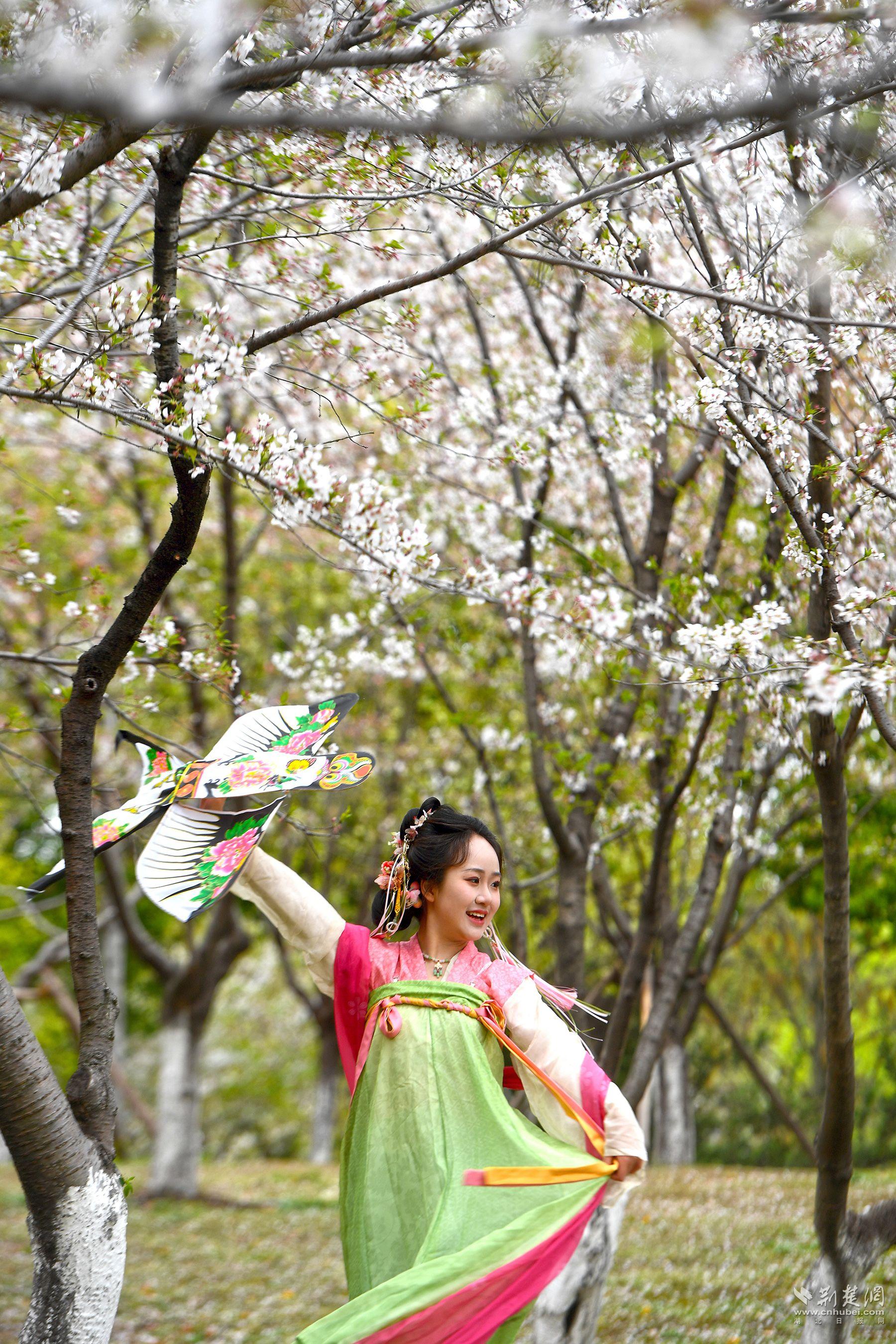 堤角公園園內(nèi)不少身著漢服、帶齊拍攝裝備的博主前來(lái)打卡拍照，將賞花美圖發(fā)布在社交平臺(tái)上，帶火“賞櫻”熱度-2.jpg.jpg